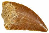 Serrated, Raptor Tooth - Real Dinosaur Tooth #273091-1